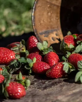 strawberries growing tips in gujarati