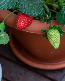 strawberries plants growing tips