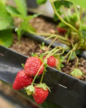 strawberries plants