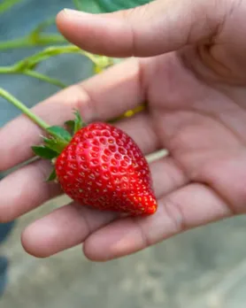 strawberry benefits in gujarati