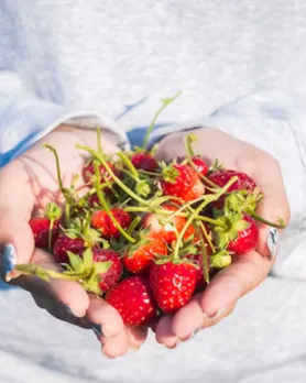 strawberry benefits tips