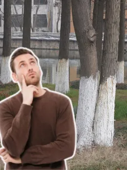 viral news, Why are trees painted white, why are trees whitewashed