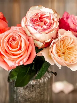 Most Expensive Rose, Rose Day, Juliet Rose, રોઝ ડે