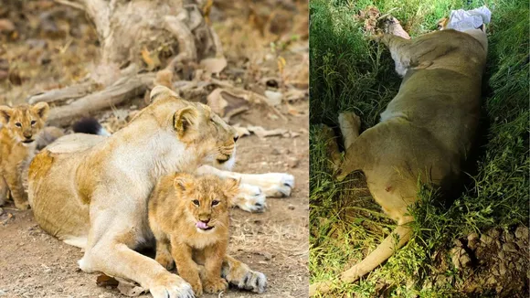 Amreli Lion Attack, Amreli Forest, Gujarat
