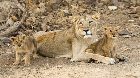 Number of lions in Gujarat, lions in Gir, Asian lion