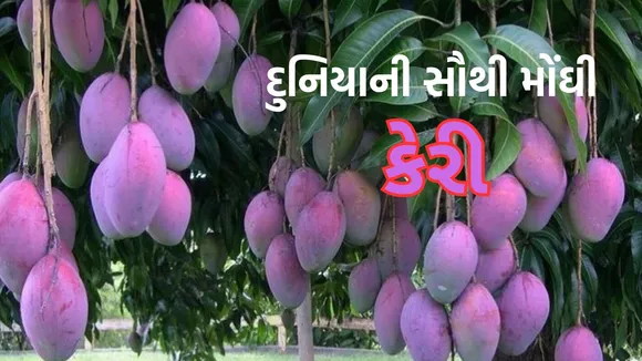 Miyazaki Mango | World Most Expensive Mango | World Most Expensive Mango Name | Miyazaki Mango Price | Mango