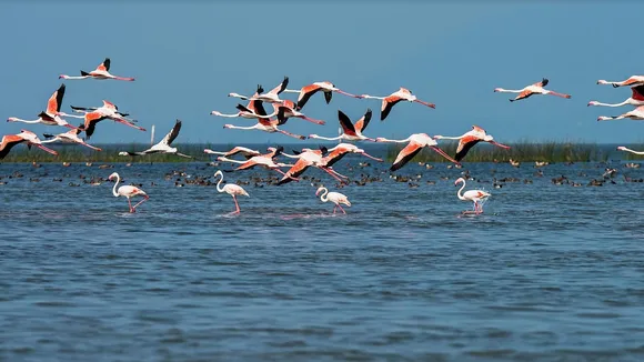 Odisha Tourism chilika lake