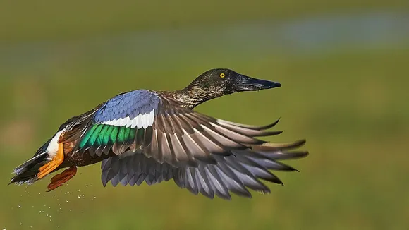 Odisha Tourism chilika lake