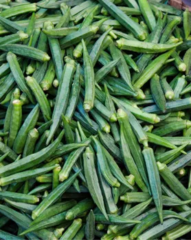 Okra