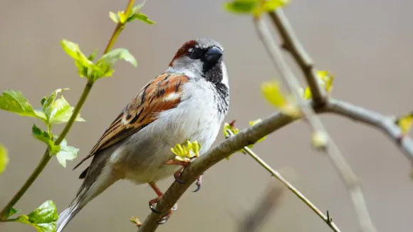 World Sparrow Day 2025