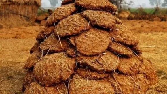 cow dung 