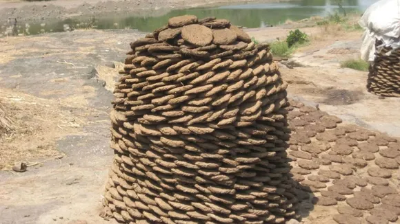  cow dung 