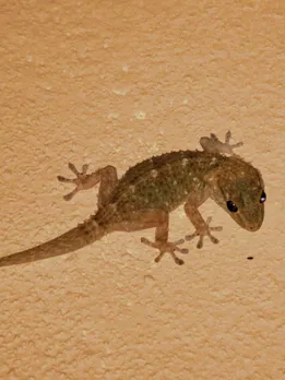 lizard | lizard repellent tips | garoli bhagane ka tarika | garoli ko kaise bhagaye | garoli