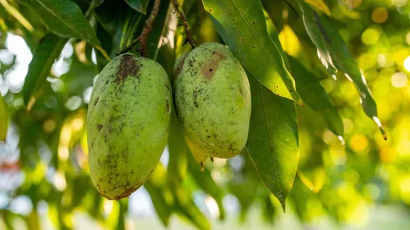 mango | mango benefits | raw mango benefits | kachi keri khavana Fayda | kachha aam khane ke fayde | raw mango recipe | mango juice | aam panna