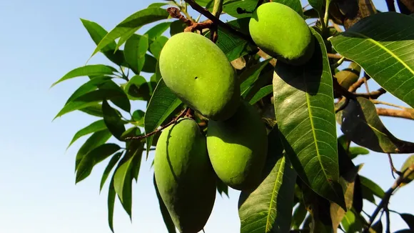 mango | mango benefits | raw mango benefits | kachi keri khavana Fayda | kachha aam khane ke fayde | raw mango recipe | mango juice | aam panna