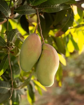 mango leaves health benefits