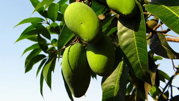 mango leaves health benefits in gujarati