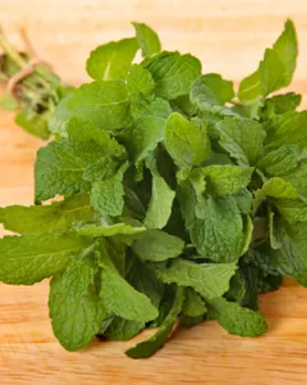 mint leaves