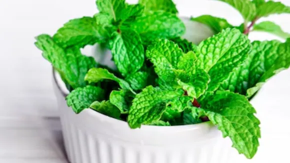 mint leaves Benefits in summer