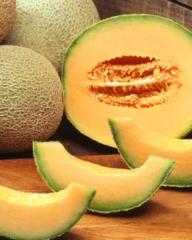 muskmelon