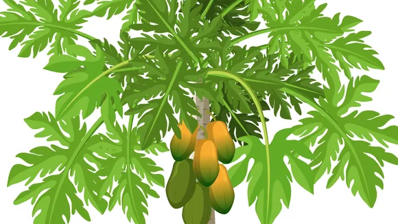 papaya pan benefits: પપૈયા પાન ખાવાના ફાયદા ઉપયોગ અને ગેરફાયદા । papaya leaves juice benefits papaya pan khavana Fayda