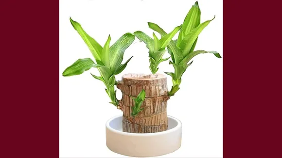 Vastu Tips For Lucky Plant In Home | Vastu Tips For Lucky Plant name | Vastu Tips For Home