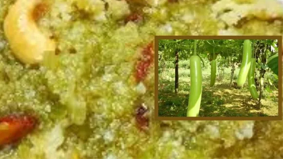 Dudhi no halwo recipe, Dudhi no halwo