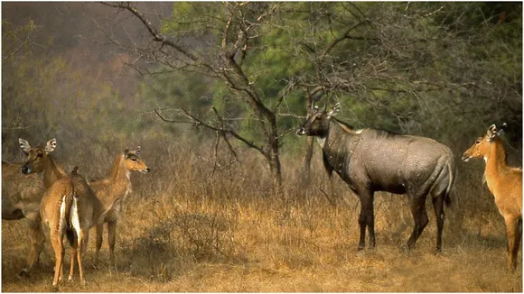 India top 10 Sanctuary