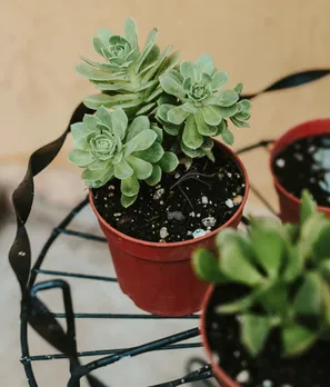 Vastu Tips For Lucky Plant In Home | Vastu Tips For Lucky Plant name | Vastu Tips For Home