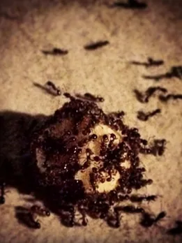 Feeding flour to ants, benefits of feeding flour to ants