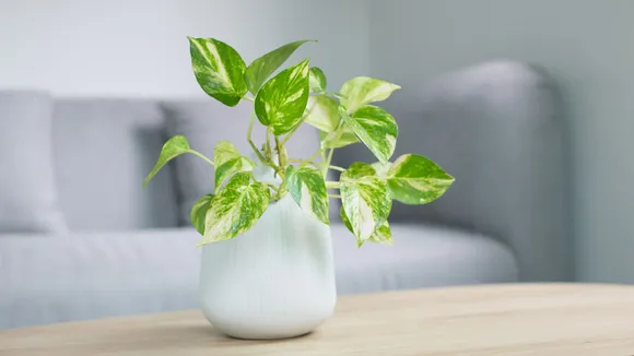 Vastu Tips For Lucky Plant In Home | Vastu Tips For Lucky Plant name | Vastu Tips For Home