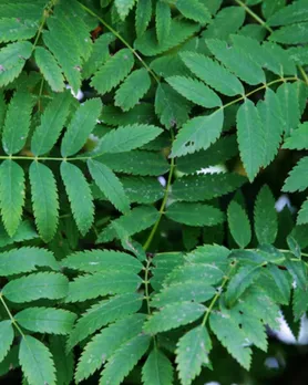 Neem Leaves