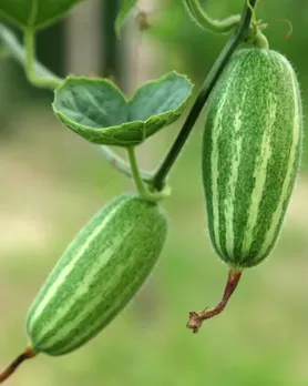 Pointed gourd