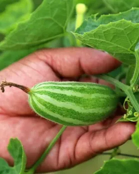 Pointed gourd benefits in summer