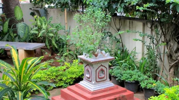 Vastu Tips For Lucky Plant In Home | Vastu Tips For Lucky Plant name | Vastu Tips For Home