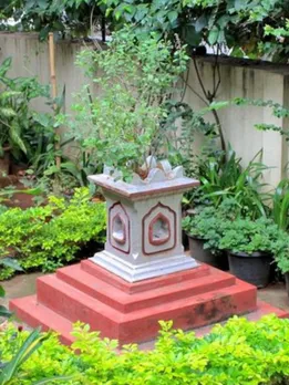 Vastu Tips For Tulsi plant | Vastu Tips For Home