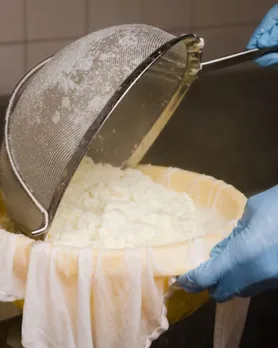 curd making tips in gujarati