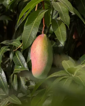how to grow mangoes at home