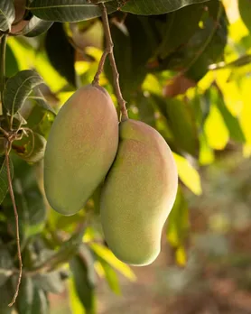 how to grow mangoes in pot