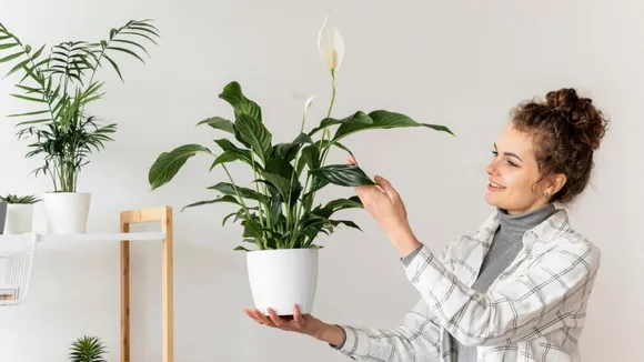 Vastu Tips For Lucky Plant In Home | Vastu Tips For Lucky Plant name | Vastu Tips For Home