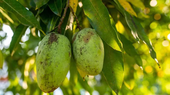 mango growing tips for summer