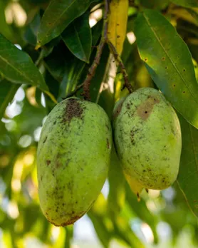 mango growing tips in gujarati