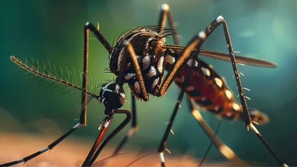 mosquito, homemade mosquito spray