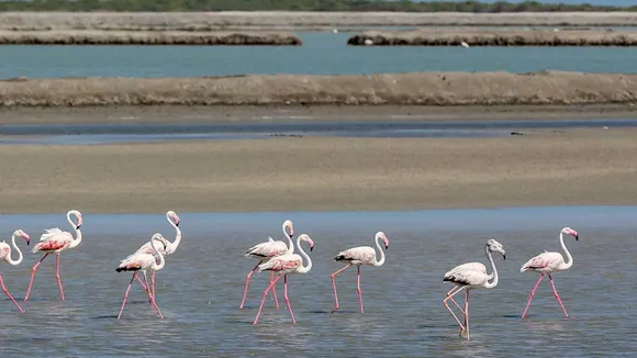 pirotan island | pirotan tapu | pirotan tapu location | island of Gujarat | gujarat tourism | gujarat beaches name | gujarat sea length | pirotan island photo | પિરોટન ટાપુ