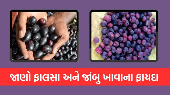 Phalsa vs Jamun, Benefits of eating falsa, benefits of eating jamun