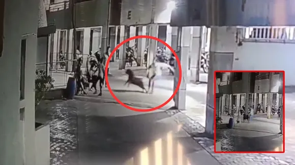 Violent dog attack, Rottweiler breed dog attack, Ahmedabad