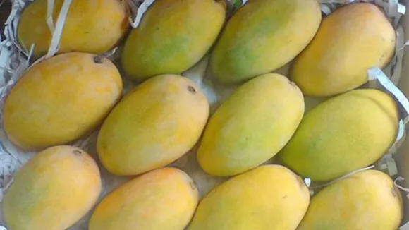 Kesar mango, કેસર કેરી