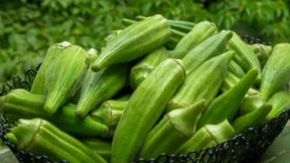 Ladyfinger, bhindi