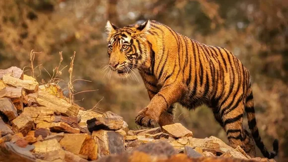 gujarat tiger, tiger spotted in gujarat, Tiger spotted in Dahod district