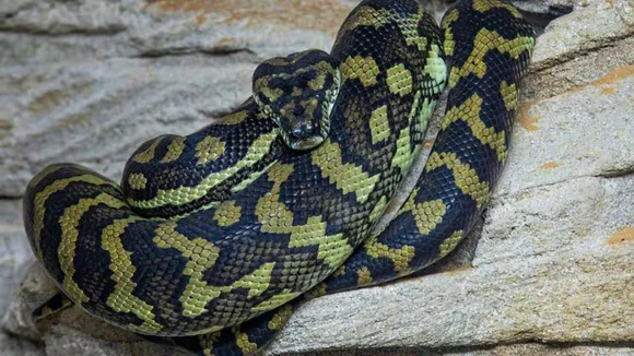 snake weighing 500 kg, largest snake species ever recorded,